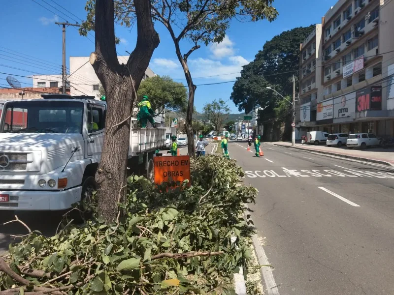 Árvores na avenida Vitória