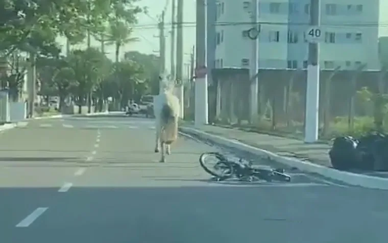 VÍDEO | Bicicleta arrastada por cavalo atropela motociclista em Vila Velha