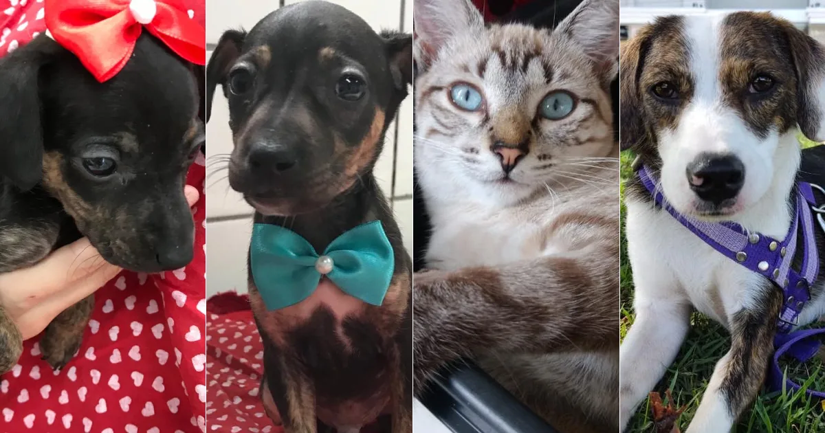 Quer adotar um pet? Feira com 40 animais acontece neste sábado (27) em Vitória