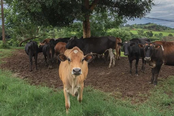 Mês da Terra: como a agricultura regenerativa beneficia o planeta