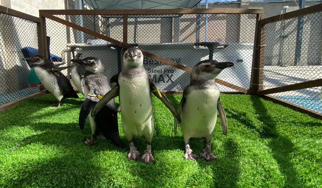 Mais de 50 pinguins da Patagônia foram resgatados em praias do ES