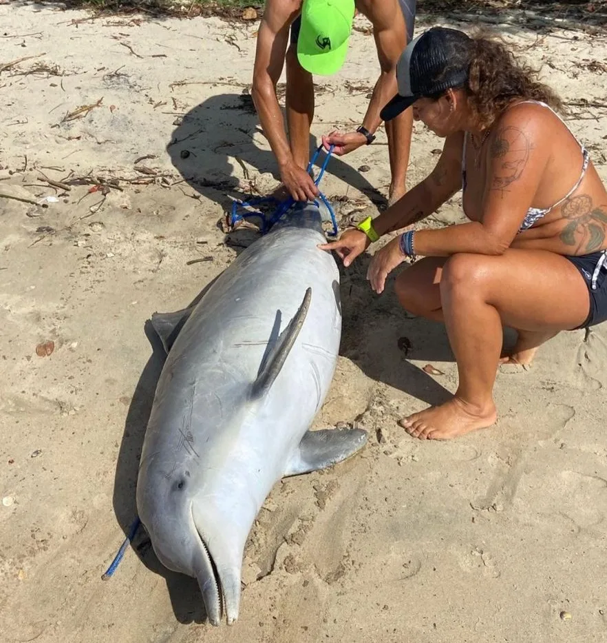 Boto é encontrado morto boiando em praia de Vitória