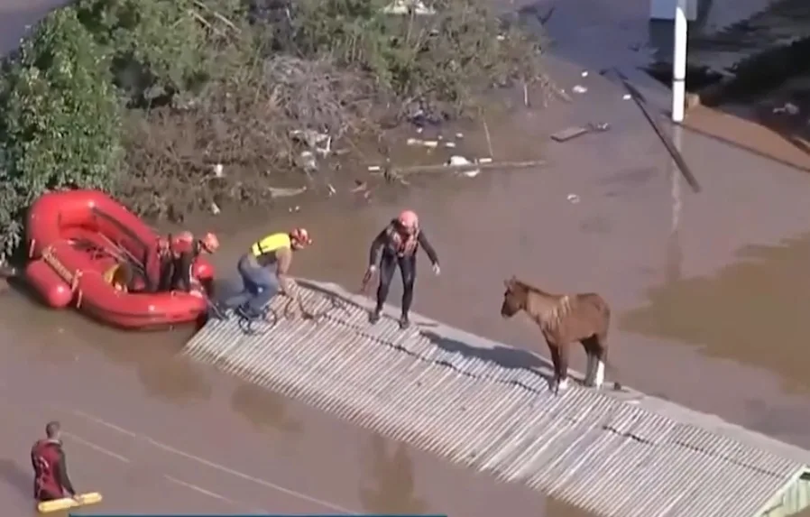 VÍDEO | Exército resgata cavalo ilhado em telhado no Rio Grande do Sul