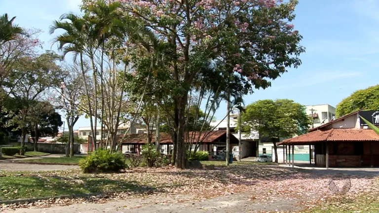Serra tem um "bosque dos ipês"