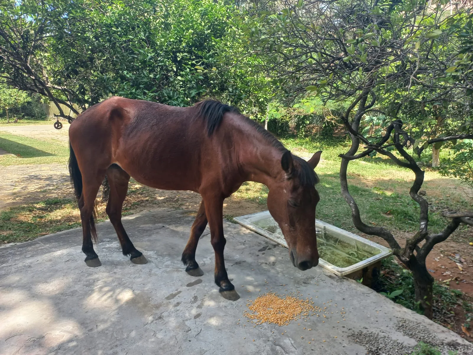 Égua Catarina foi encontrada com ajuda do Folha Vitória