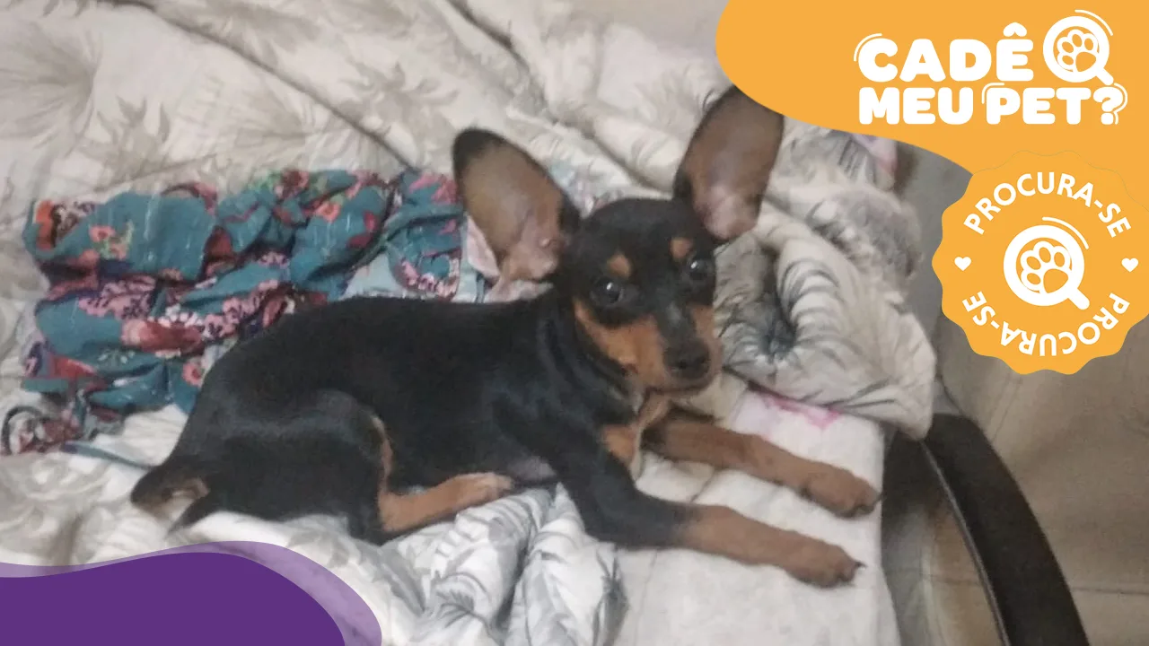 Onde está o Thor? Filhote de Pinscher desapareceu na Serra