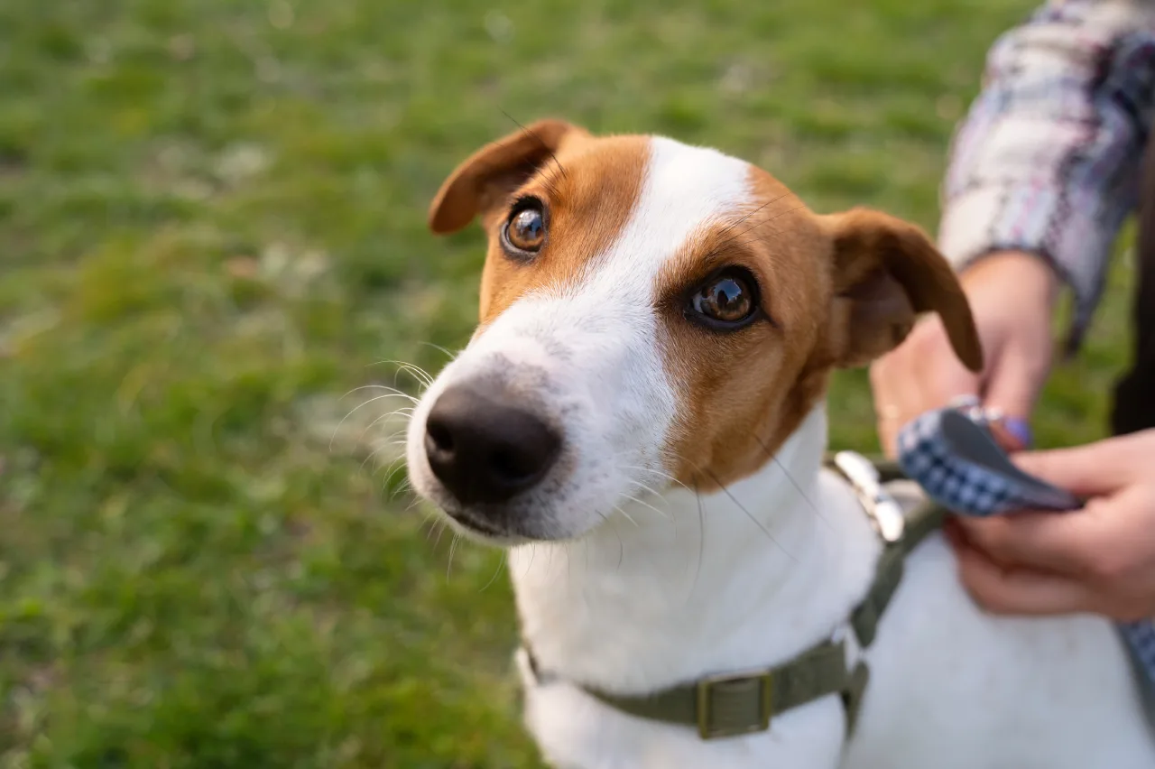 Pets têm direito a pensão na separação do casal? Especialista explica