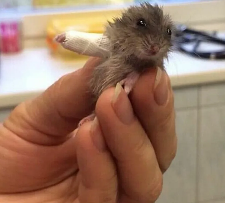 Hamster de estimação encanta internautas ao posar com bracinho enfaixado