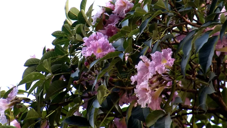 Flores antes mesmo da primavera