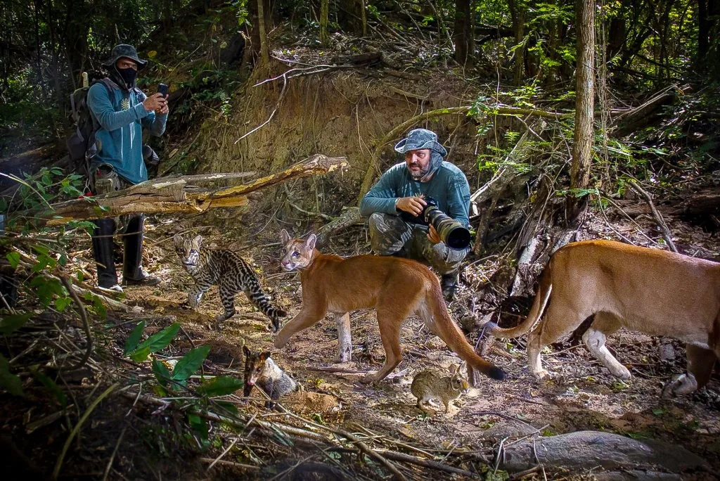 Montagem de animais registrados por armadilhas fotográficas no Instituto Terra, mostrando a diversidade da fauna local que passou em frente a câmera durante meses de monitoramento.