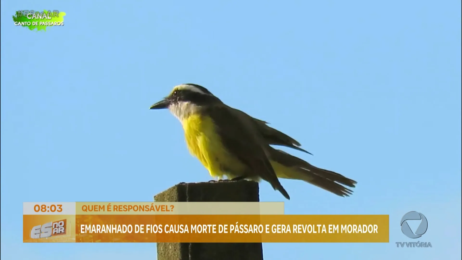 Emaranhado de fios causa morte de pássaro e revolta morador