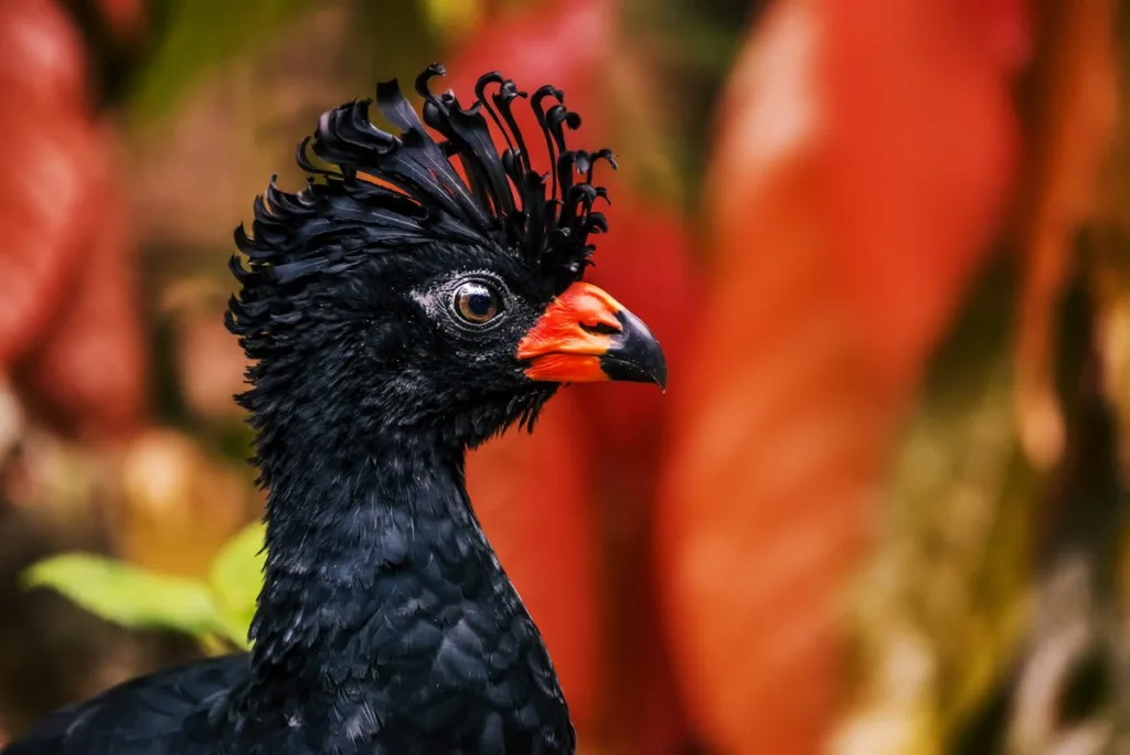 Um vislumbre da exuberância: Mutum-de-bico-vermelho, uma joia rara em Sooretama-ES