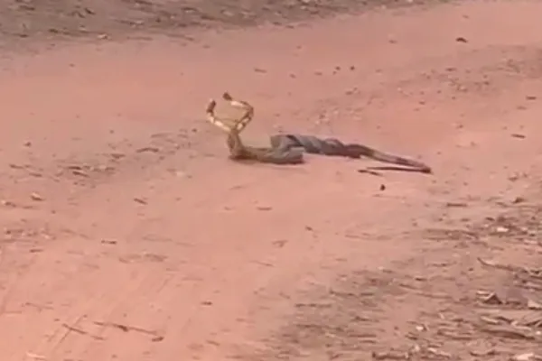 VÍDEO | Cobras acasalam no meio de estrada em Domingos Martins