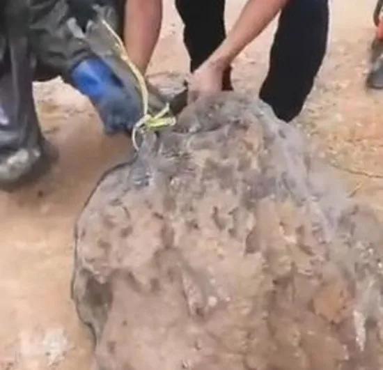 Família que saía de funeral é atacada por vespas e três pessoas morrem