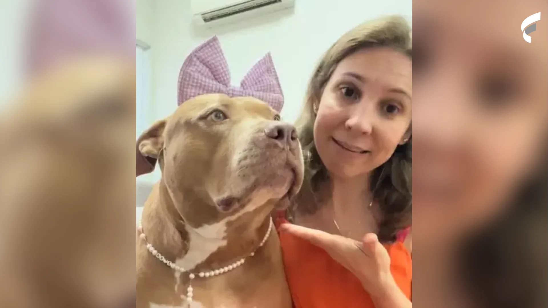 Até ar-condicionado! Mulher mostra vida luxuosa de pitbull e viraliza: "Dengosa"