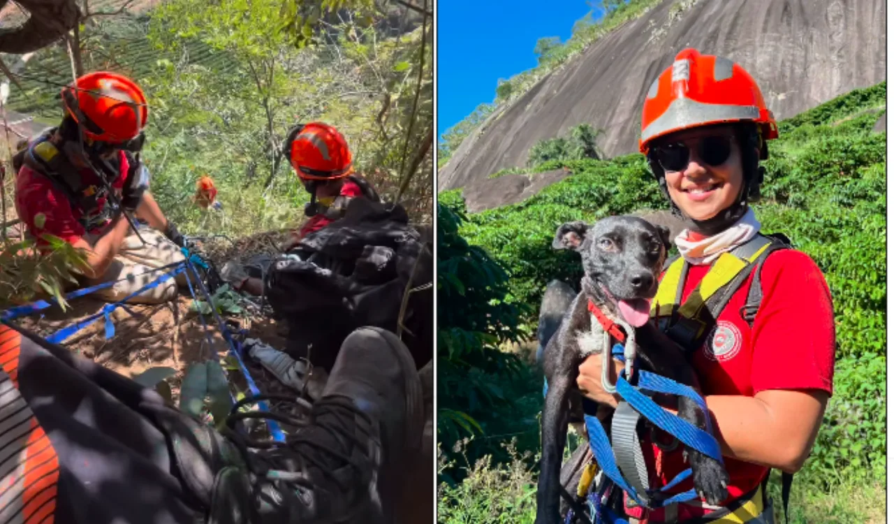 VÍDEO | Cadela fica presa em paredão por 5 dias e é resgatada pelos Bombeiros no ES