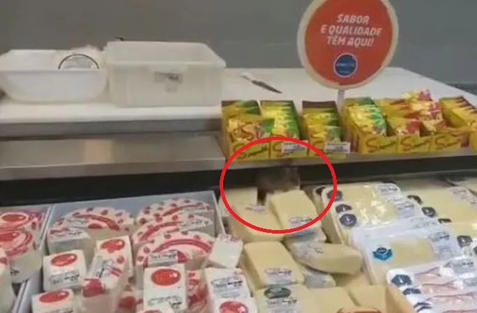 Rato é flagrado roendo queijos expostos para venda em supermercado