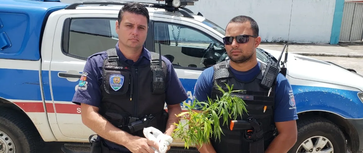 Pés de maconha são encontrados em canteiro de flores da Praia de Itaparica, em Vila Velha