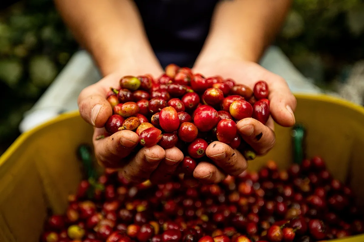 Maior feira de café do ES começa nesta quinta em Vitória; veja a programação