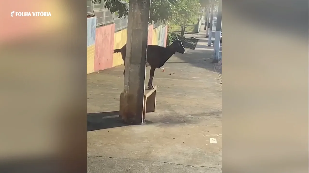 VÍDEO | Inusitado! Bode "espera o ônibus" em abrigo na Serra e capixaba fica no sol