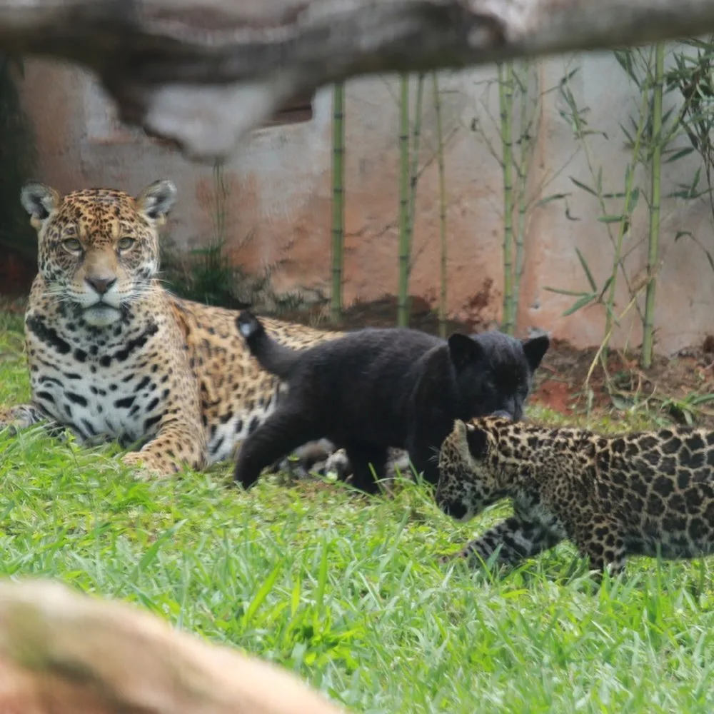 Bióloga é socorrida em estado grave após ser atacada por onça em zoológico do ES