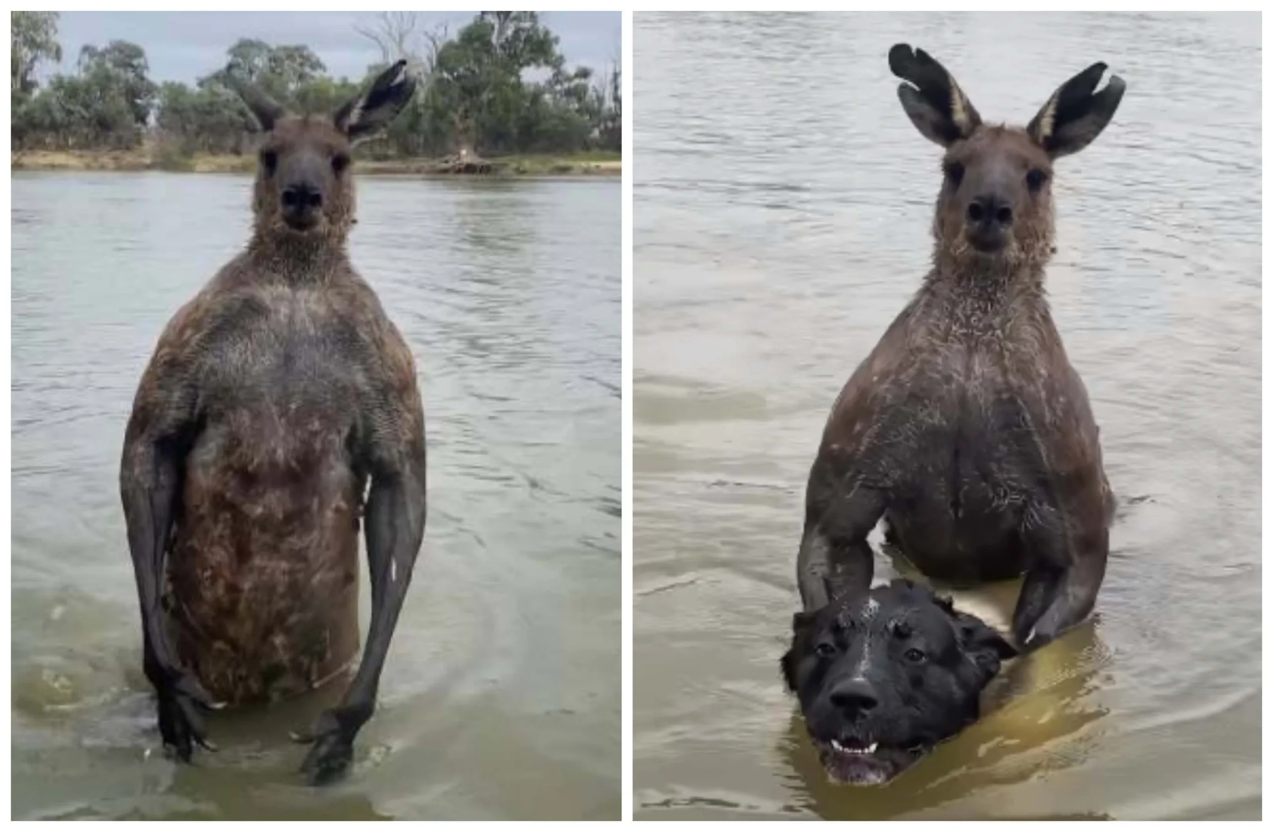 Policial "troca socos" com canguru musculoso para salvar cachorro; veja vídeo