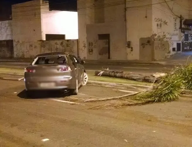 Motorista suspeito de disputar racha bate o carro, derruba árvore e foge do local em Vitória