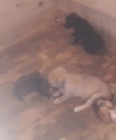 Cerca de dez filhotes de cachorros são abandonados em Cariacica