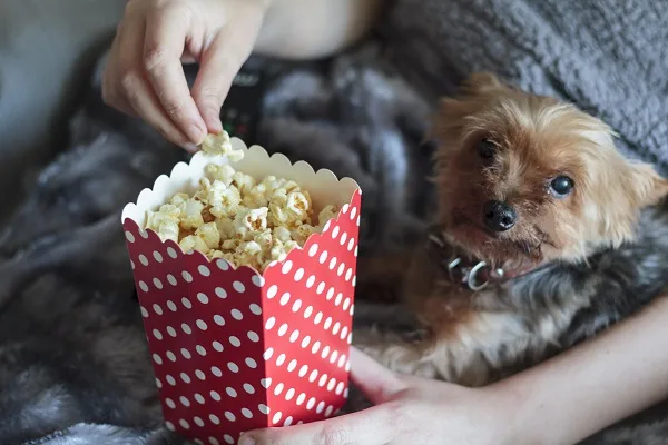 Woman eating popcorns wrapped on warm blanket with yorkshire terrier dog