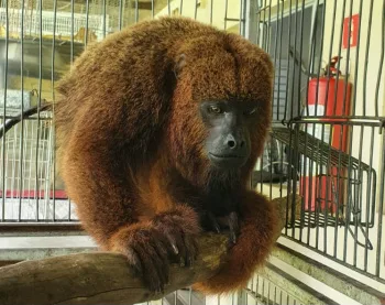 Macaco bugio é resgatado na Ilha das Caieiras