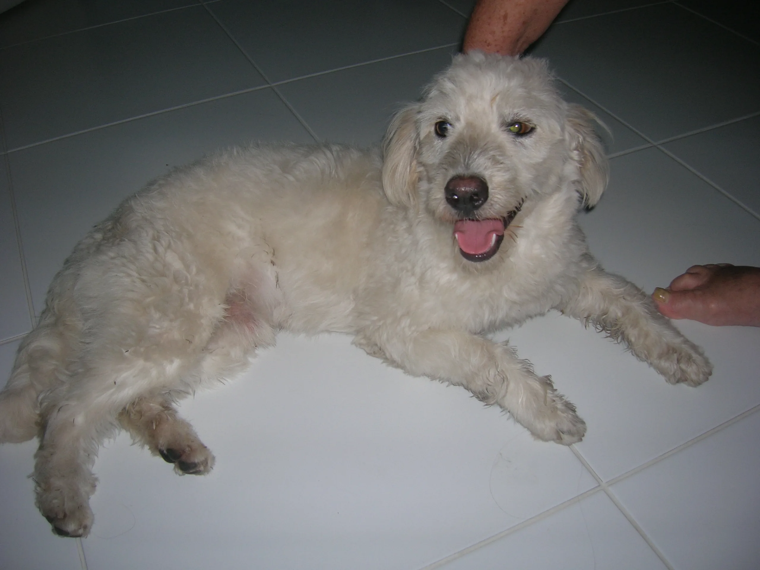 Poodle encontrado em Vila Velha. Adote!