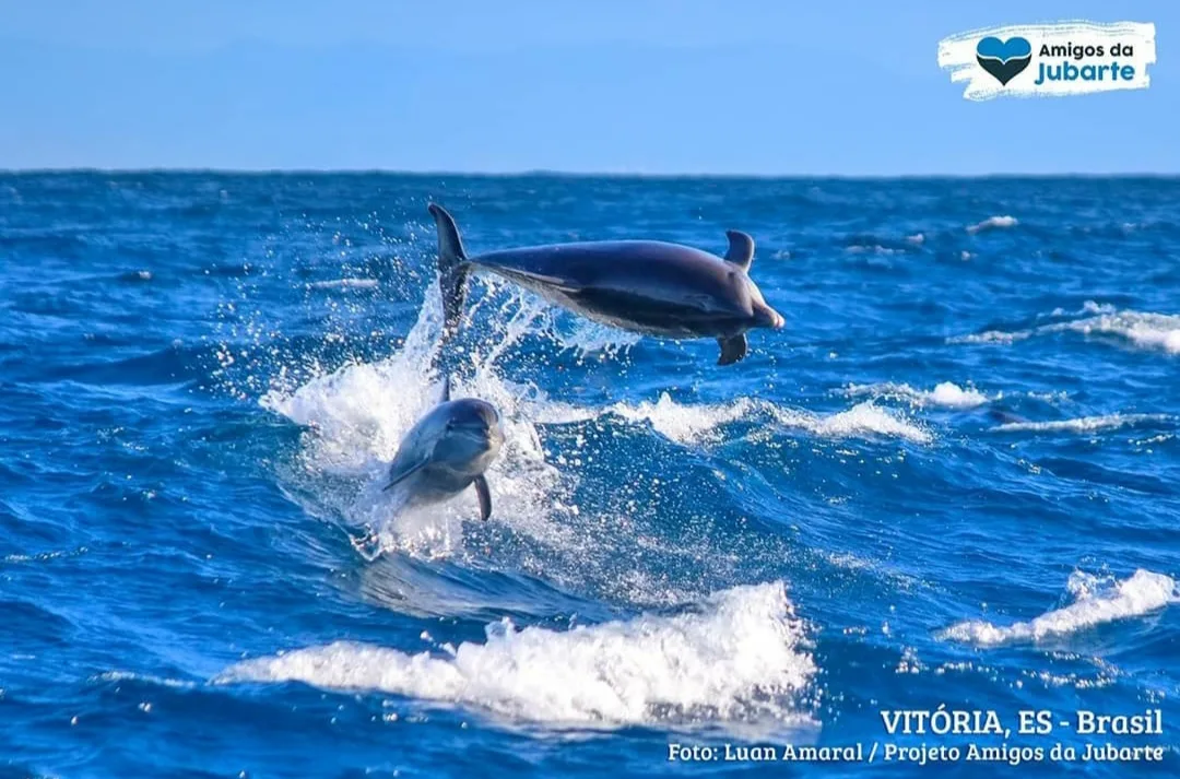 Depois de baleias e até tubarão, chegou a vez dos golfinhos darem um espetáculo no litoral capixaba