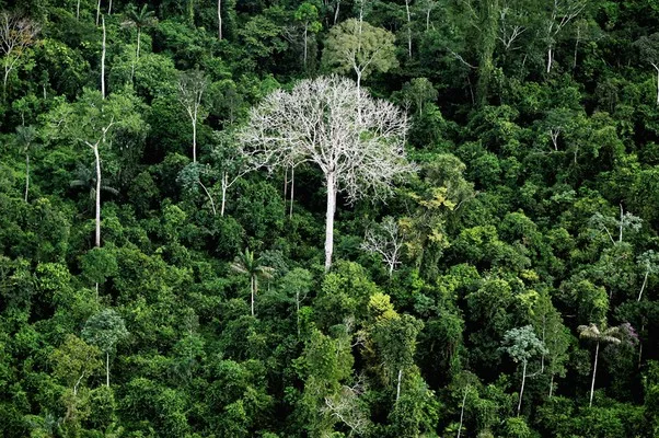 Pesquisa avaliará estudos sobre ecologia florestal nas florestas da Amazônia Central