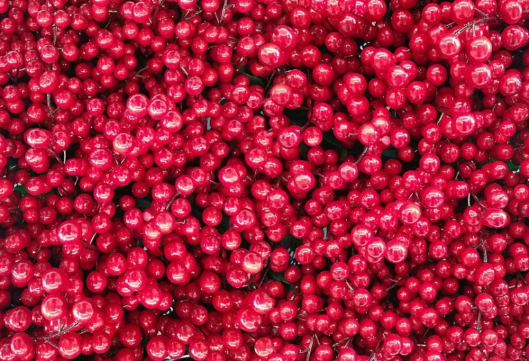 Seca barriga! Água de cranberry desincha e emagrece; veja receita e benefícios