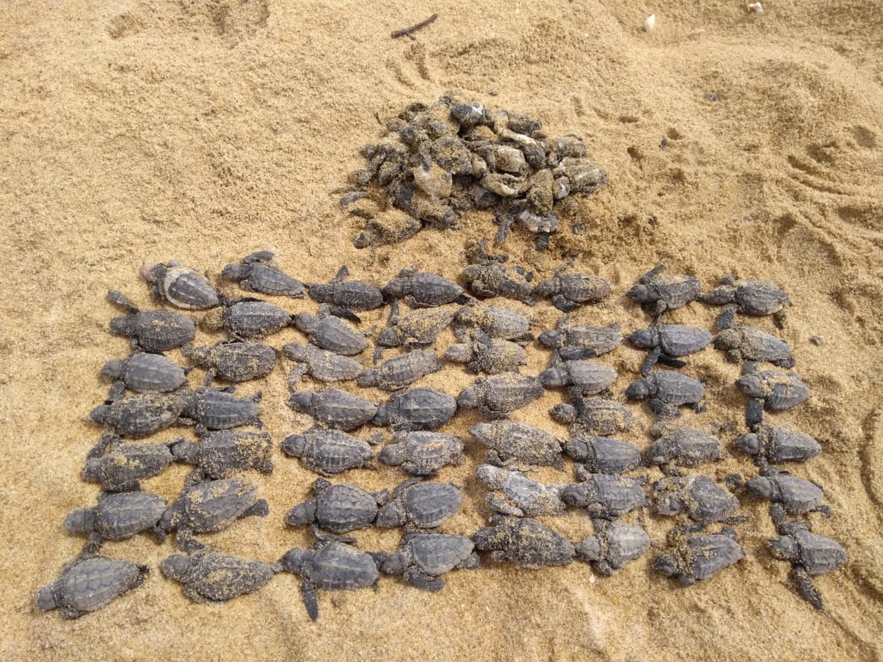 Ninho de tartarugas é destruído e deixa quase noventa filhotes mortos em praia de São Mateus