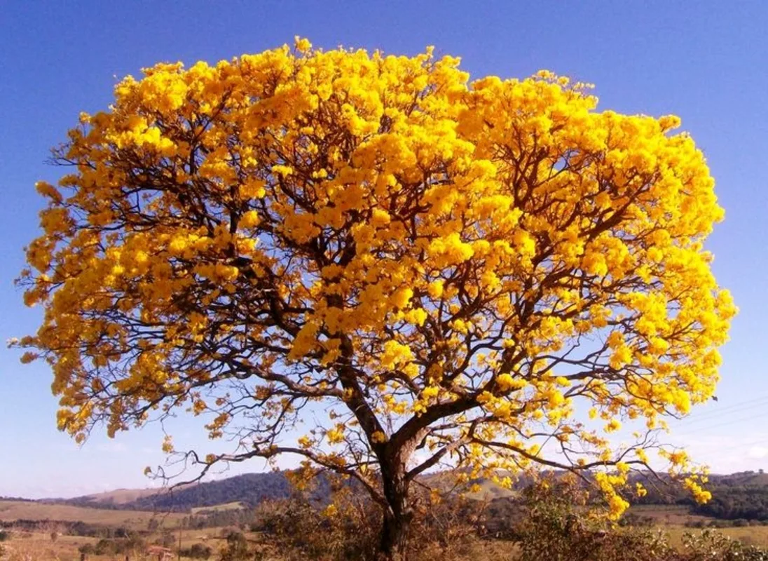 Foto: Divulgação/DINO 