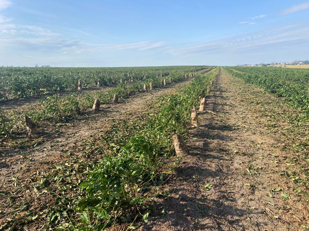 Frio prejudica plantações e produtores do ES têm perdas milionárias