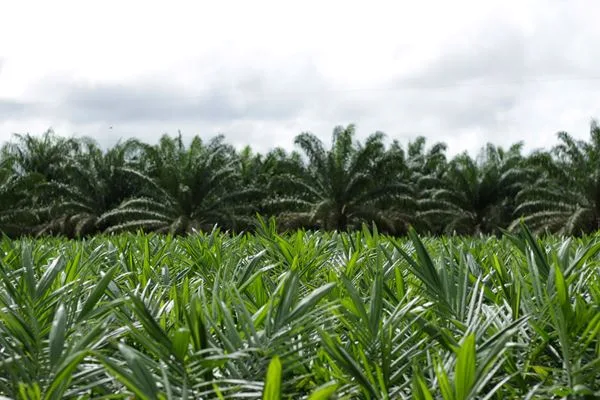 Nova realidade do agro brasileiro precisa incluir o Agronegócio Sustentável