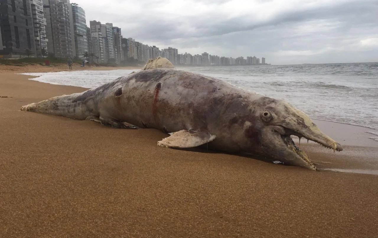 Golfinho é encontrado morto em praia de Vila Velha