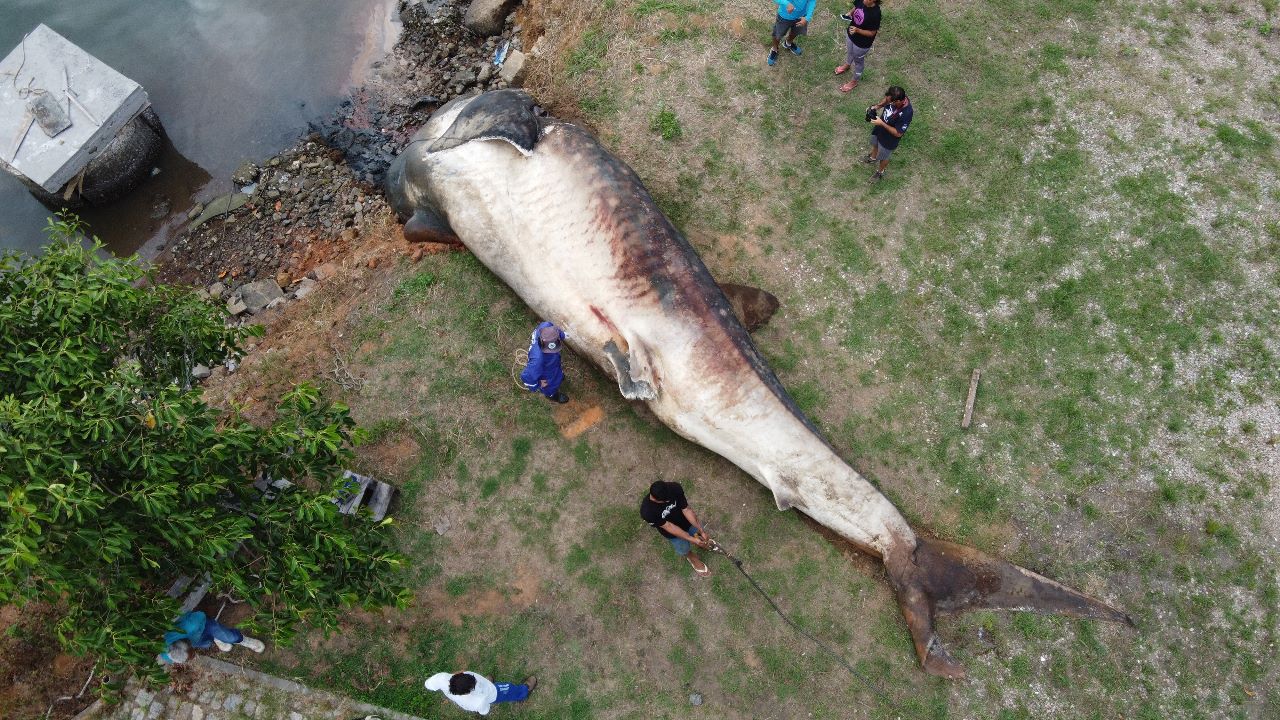 Foto: Divulgação/Instituto Orca