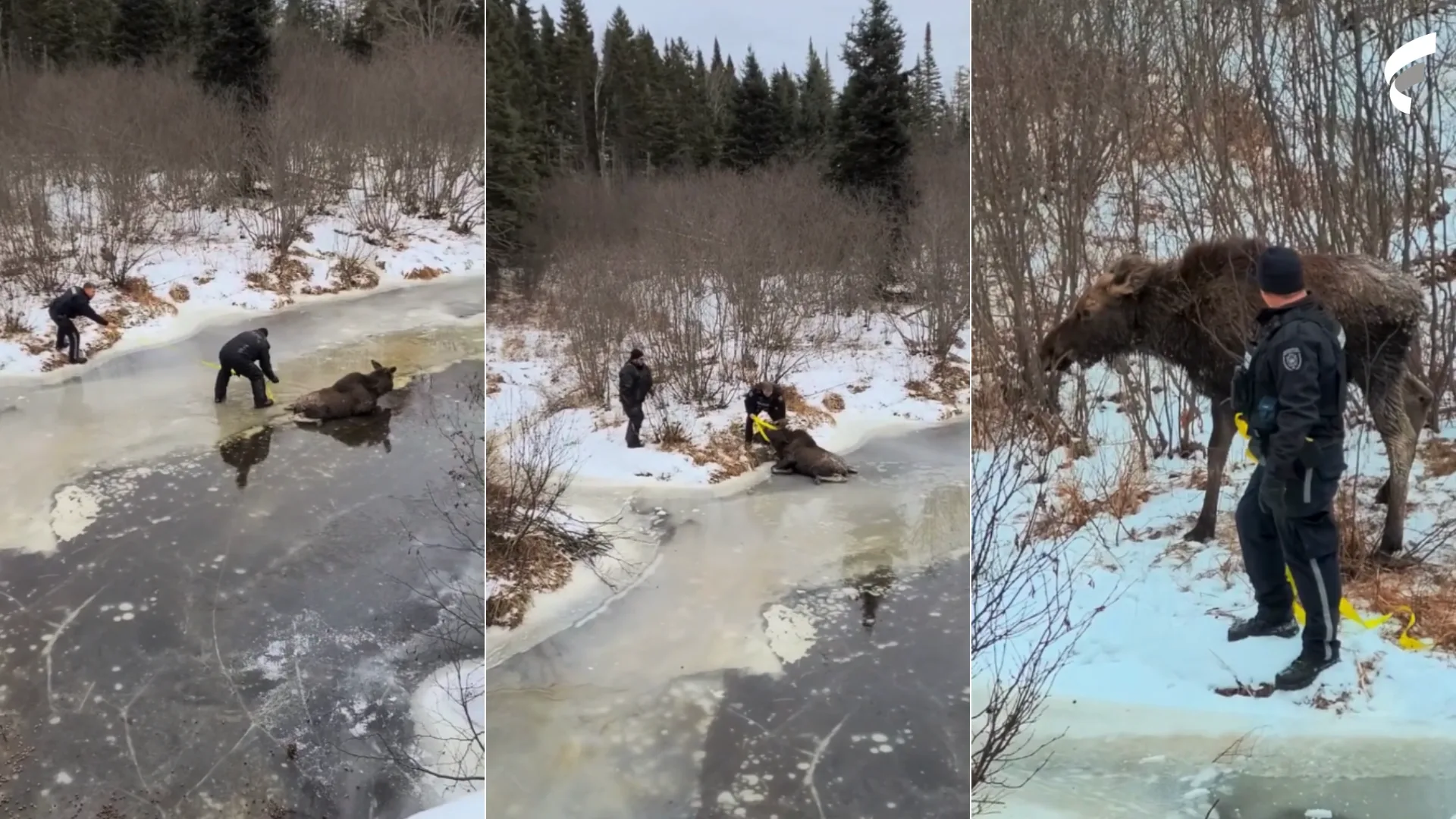 VÍDEO | Casal salva animal que caiu e ficou preso em lago congelado