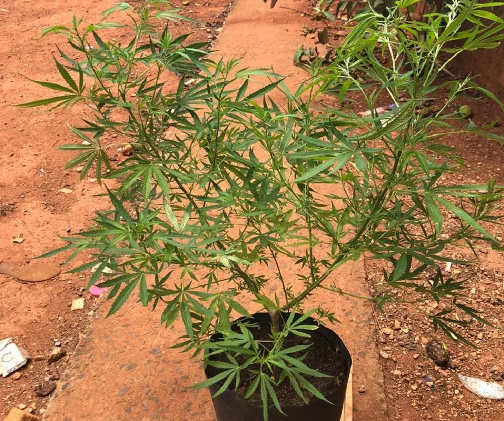 PM prende suspeito de cultivar pé de maconha e desmanchar bicicletas furtadas