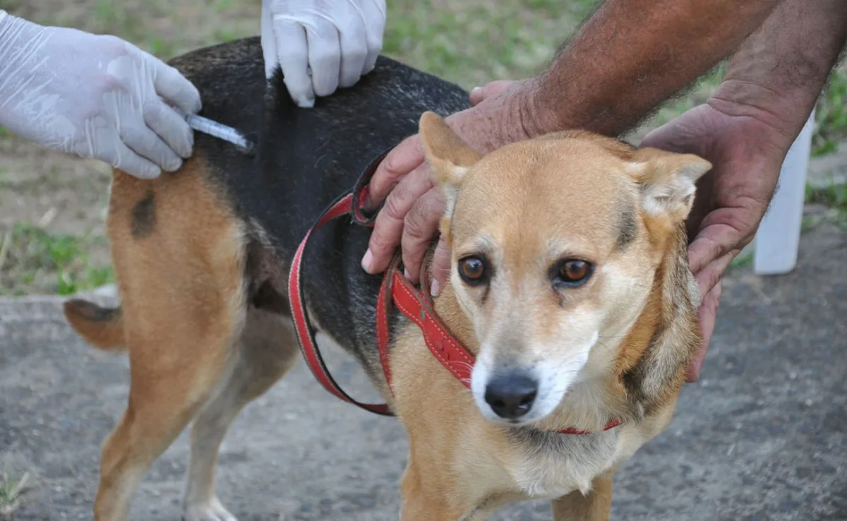 Campanha de vacinação antirrábica para cães e gatos em municípios do ES