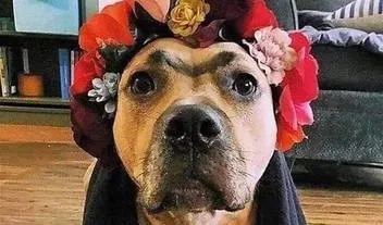 #HalloweenChallenge: cãezinhos fantasiados fazem sucesso nas redes sociais