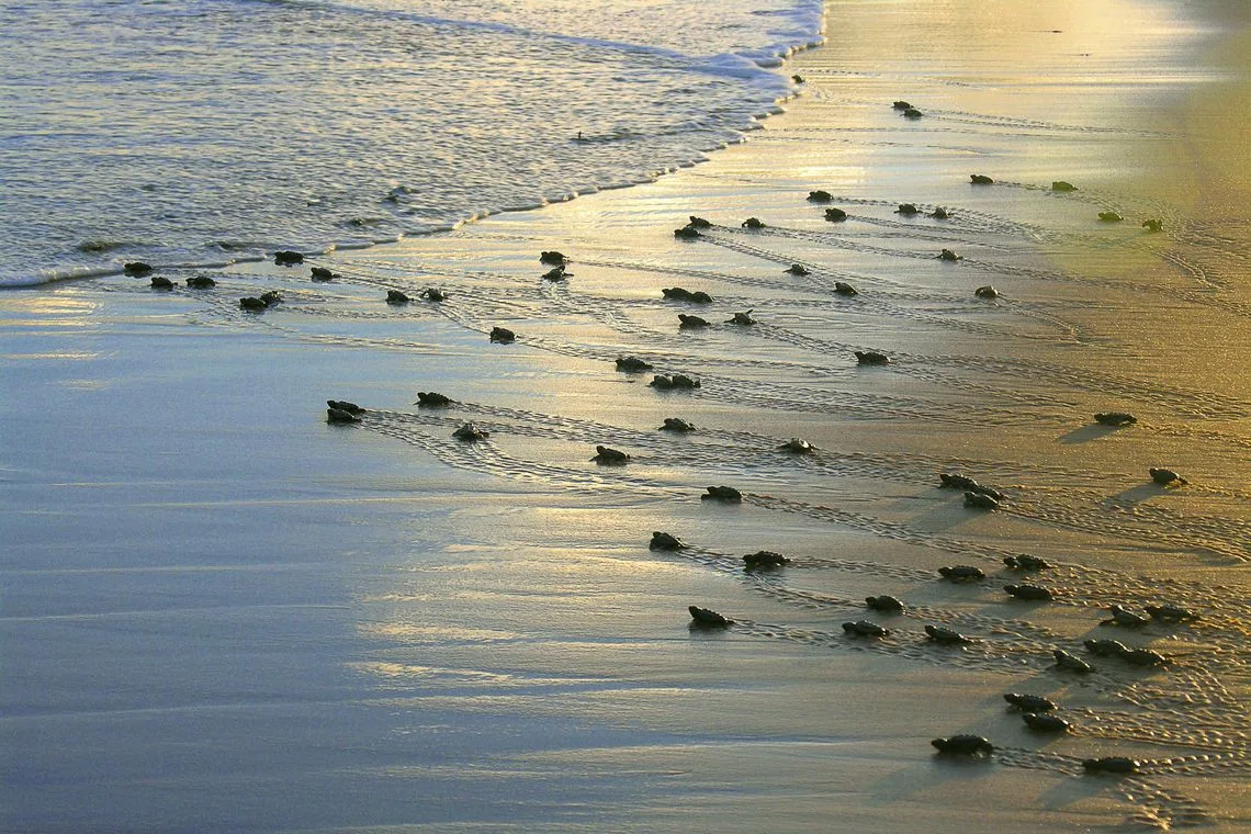 Projeto Tamar anuncia marca de 40 milhões de tartarugas protegidas