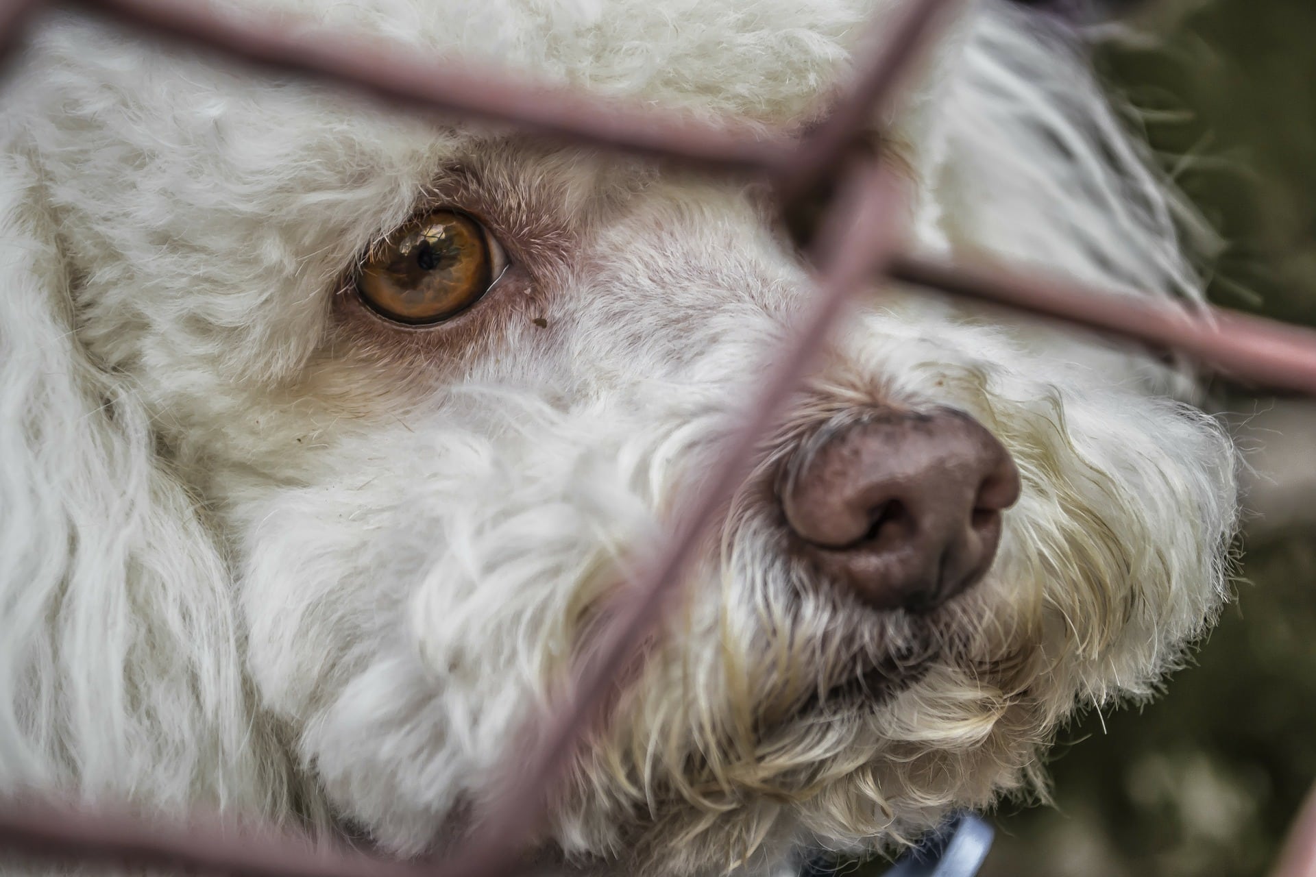 A PUNIÇÃO POR MAUS-TRATOS AOS ANIMAIS