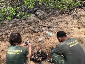 Andada: em menos de uma semana, 722 caranguejos foram apreendidos em Vitória