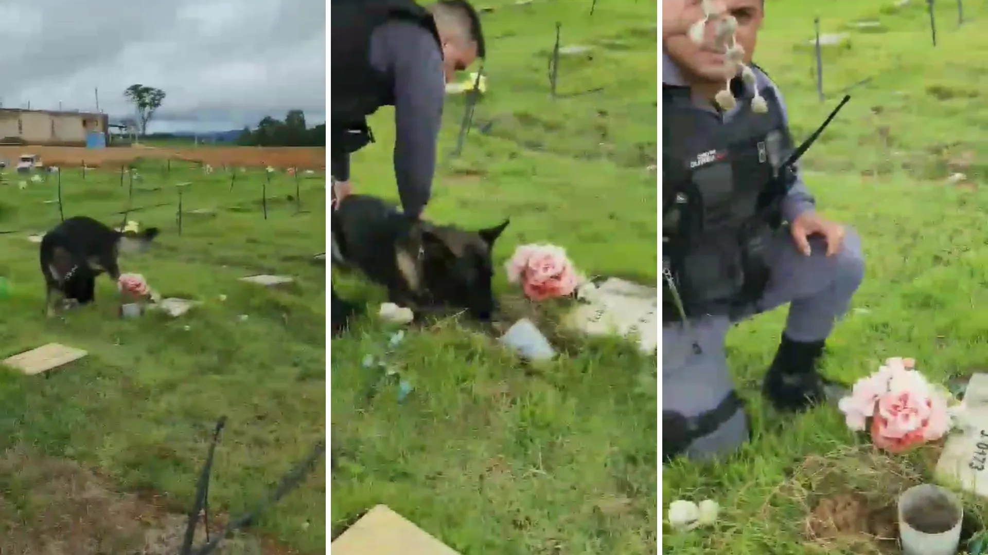 VÍDEO | Cão da PM encontra drogas escondidas em túmulo de cemitério no ES