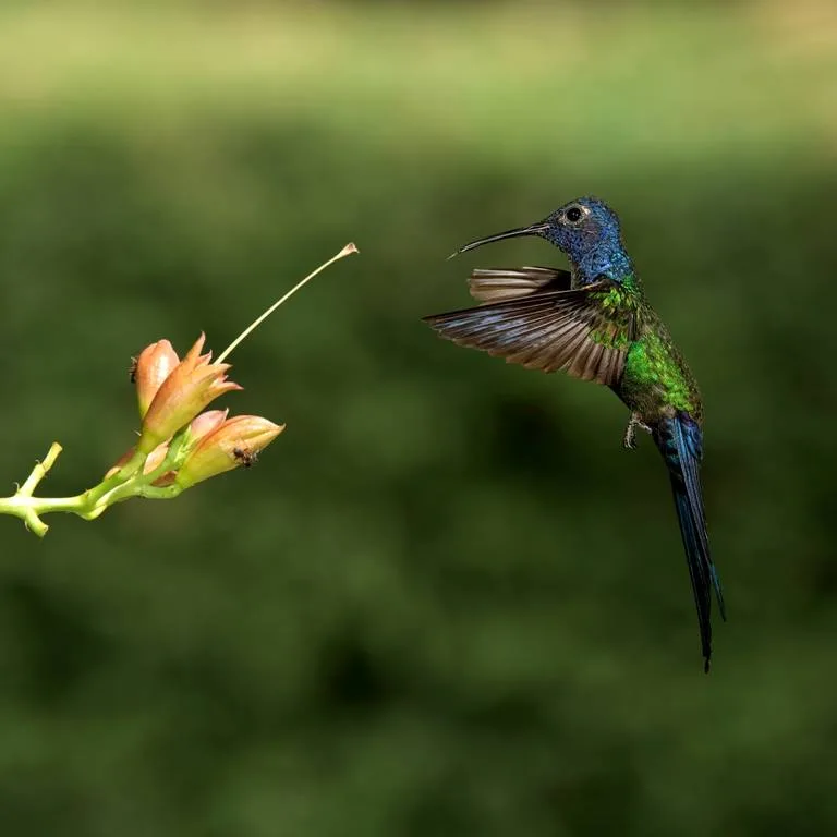 O universo mágico dos colibris ao alcance dos cachoeirenses