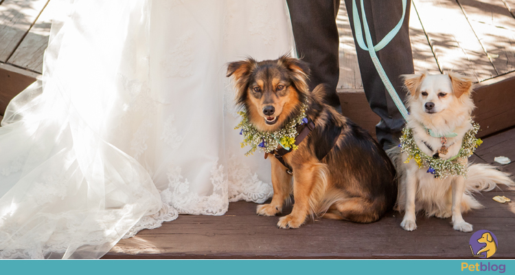 cachorro no casamento